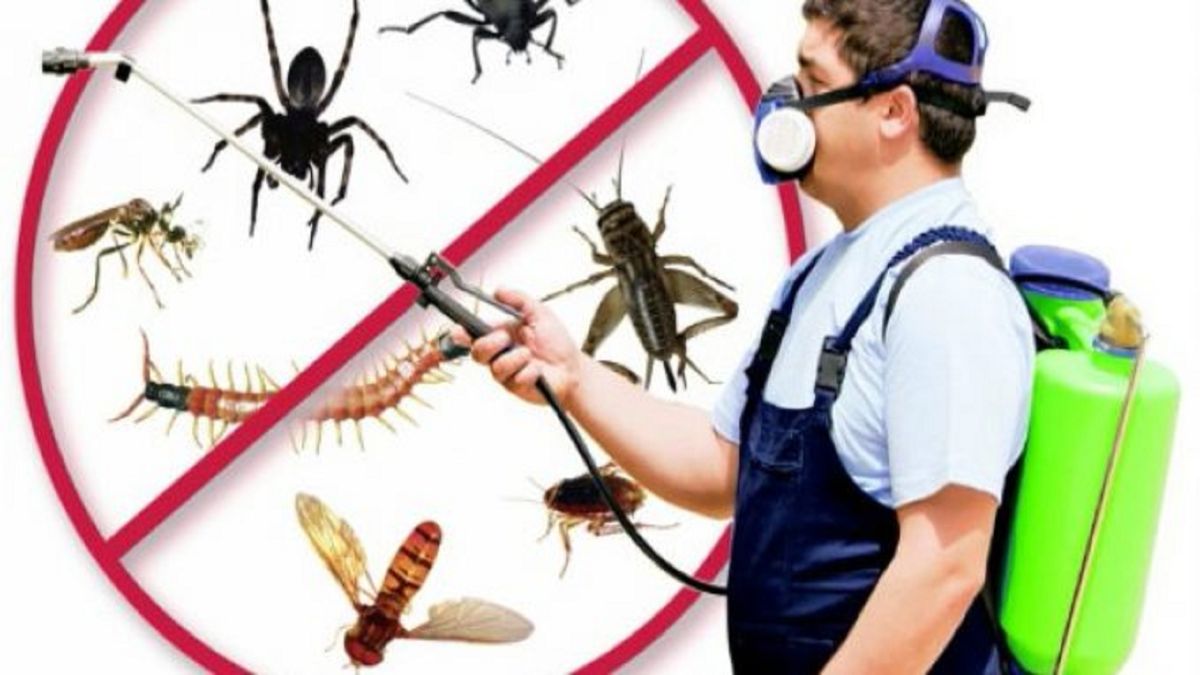 Sinop Böcek İlaçlama Öncesi Sonrası